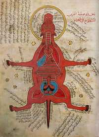 Egyptian Anatomy of Horse