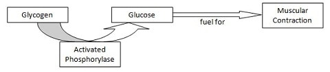 Nobel Price Medicine 1992