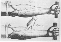 William Harvey Veins Image